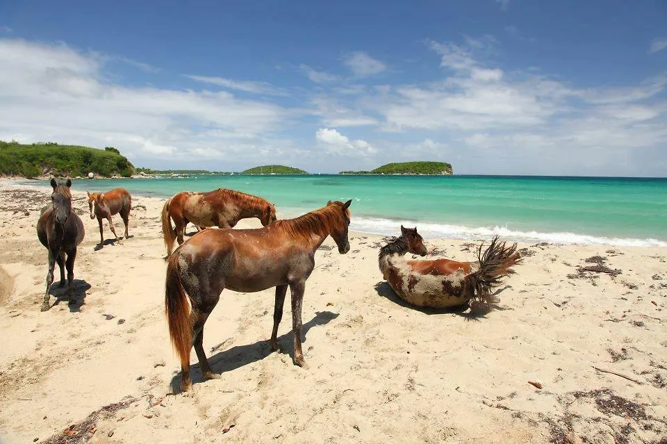 Flamboyan Guest House Vieques Portoriko